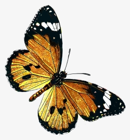 Danaus Chrysippus Clip Art - Public Domain Vintage Butterfly, HD Png Download, Transparent PNG