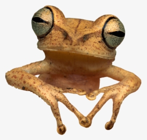 Toad Frog - Frogs And Toads With Transparent Background, HD Png Download, Transparent PNG
