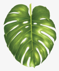 Transparent Monstera Leaf Png - Philodendron Png, Png Download, Transparent PNG