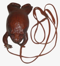 Vintage Genuine Taxidermy Frog Toad Purse Belly Zipper - Eastern Spadefoot, HD Png Download, Transparent PNG