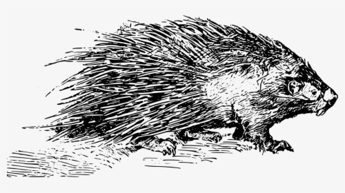 Porcupine Black And White, HD Png Download, Transparent PNG