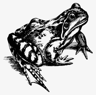 Realistic Frog Clipart Black And White, HD Png Download, Transparent PNG