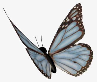 Clip Art Borboleta Asas Azuis Fundo - Monarch Butterfly, HD Png Download, Transparent PNG
