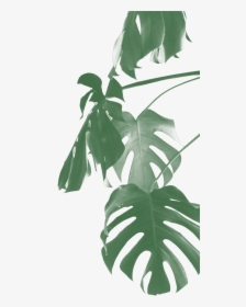 Swiss Cheese Plant Png, Transparent Png, Transparent PNG