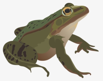 Frog, Green, Amphibian, Animal, Nature, Wildlife, Eye - Anfibios Png, Transparent Png, Transparent PNG