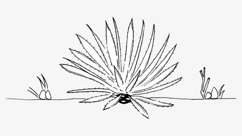 Agave Line Drawing, HD Png Download, Transparent PNG