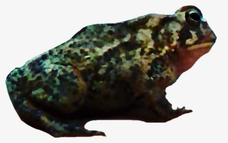 #toad #interesting #art #nature #photography #frog - Eastern Spadefoot, HD Png Download, Transparent PNG