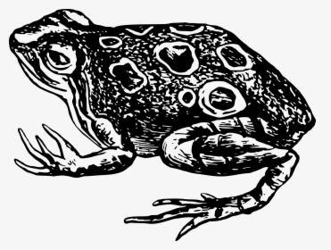 Toad Frog Amphibian Black And White Clip Art - Anfibios Blanco Y Negro, HD Png Download, Transparent PNG