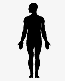 Human Body Silhouette Clip Art - Multiple Myeloma Autologous Stem Cell Transplant, HD Png Download, Transparent PNG