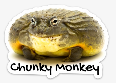 Reptarium Ambassador Animal Stickers - Boreal Toad, HD Png Download, Transparent PNG