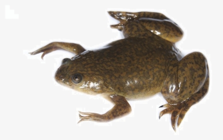 African Clawed Frog, HD Png Download, Transparent PNG