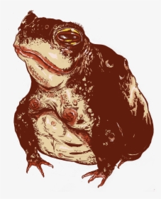 Transparent Toad Animal Png - Eastern Spadefoot, Png Download, Transparent PNG