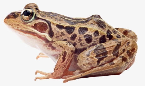 True Animal,northern Leopard Frog,bullfrog,wood Toad,pickerel - Frog Png, Transparent Png, Transparent PNG