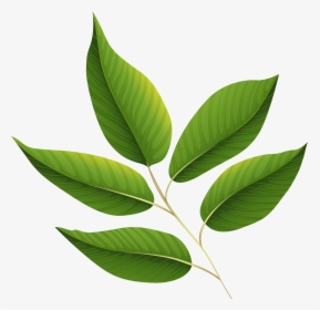 Leaf Clip Art - Green Leaves Transparent Background, HD Png Download, Transparent PNG