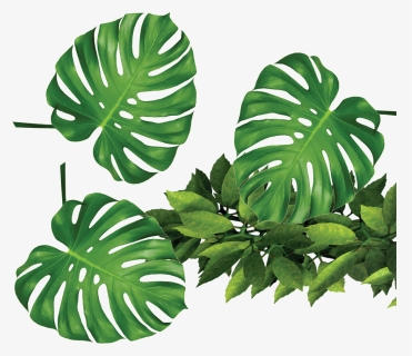 Tropical Leaf Transparent Background, HD Png Download, Transparent PNG