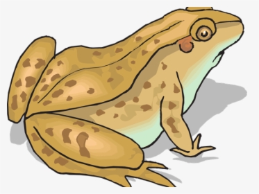 And X Carwad Net - Toad Clipart, HD Png Download, Transparent PNG