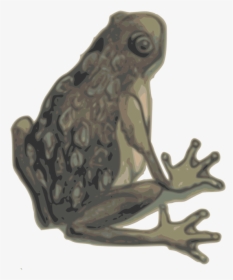 Bufo,toad,true Frog - Eastern Spadefoot, HD Png Download, Transparent PNG