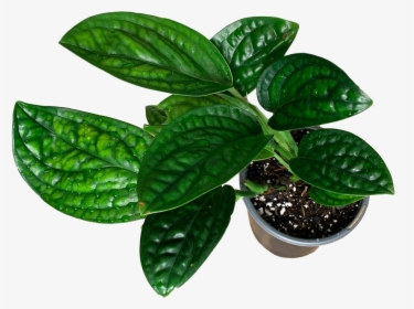 Transparent Monstera Leaf Png - Houseplant, Png Download, Transparent PNG