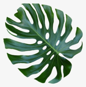 Monstera Leaf Png , Png Download - Monstera Deliciosa, Transparent Png, Transparent PNG