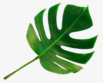 How Infrared Works - Monstera Deliciosa, HD Png Download, Transparent PNG