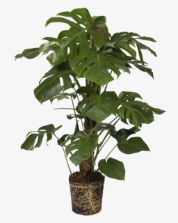 Split Leaf Philodendron - Monstera Deliciosa Png, Transparent Png, Transparent PNG