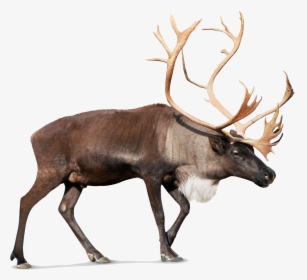 Reindeer Rudolph Santa Claus - All Animal In One, HD Png Download, Transparent PNG