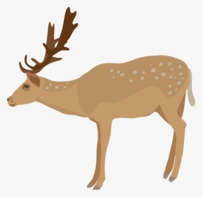 Deer Clipart Realistic Cute - Deer Clipart Transparent Background, HD Png Download, Transparent PNG