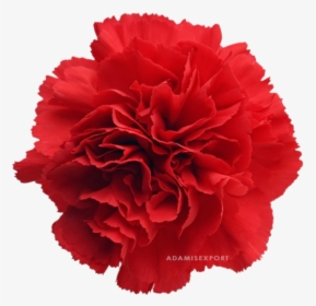 Red Carnation Clip Art, HD Png Download, Transparent PNG