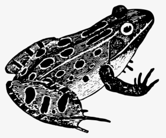 Northern Leopard Frog,toad,true Frog - Black And White Frog Png, Transparent Png, Transparent PNG