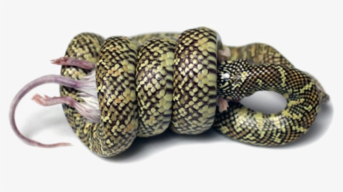 Snake Png Image Background - Snake Constriction, Transparent Png, Transparent PNG