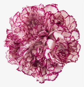 Wild Cabbage, HD Png Download, Transparent PNG