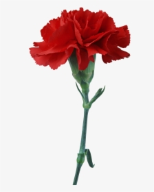 Free Download Red Carnation Clipart Carnation Flower - National Flower Of Spain, HD Png Download, Transparent PNG