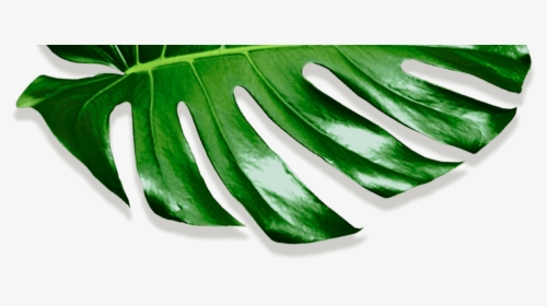 Movadex Design Agency Green Monstera Leaf Decoration - Okra, HD Png Download, Transparent PNG