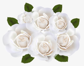 Transparent White Rose Png - White Roses With Clear Background, Png Download, Transparent PNG