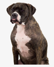 Pitbull Puppy Png - Boxer, Transparent Png, Transparent PNG
