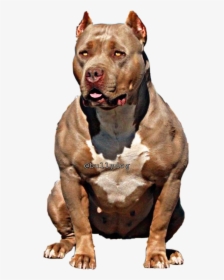 Pitbull Clipart American Bully, Pitbull American Bully - Dog Yawns, HD Png Download, Transparent PNG