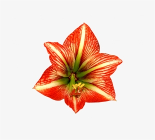 Lily, HD Png Download, Transparent PNG