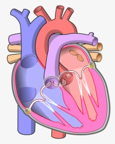 Human Heart Without Labels, HD Png Download, Transparent PNG