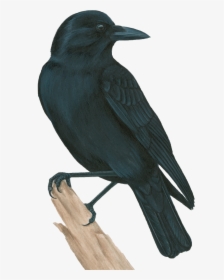 American Crow, HD Png Download, Transparent PNG