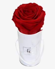 Classic Infinity Rosebox - Emmie Gray Rose, HD Png Download, Transparent PNG