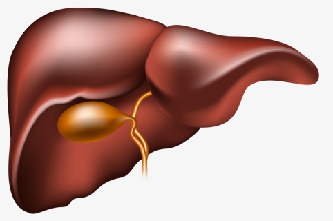 Liver Clipart Liver Disease - Do We Need Liver Protection, HD Png Download, Transparent PNG