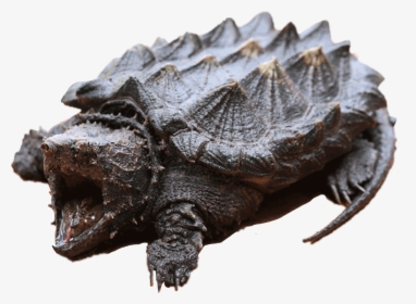 #snappingturtle #turtle #alligatorsnapper - Exoticturtle, HD Png Download, Transparent PNG