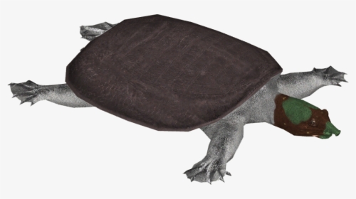 Indian Peacock Softshell Turtle - Tortoise, HD Png Download, Transparent PNG