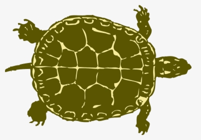 Turtle Tank Size Calculator - Tortoise, HD Png Download, Transparent PNG