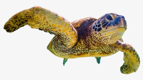 Website Design - Hawksbill Sea Turtle, HD Png Download, Transparent PNG