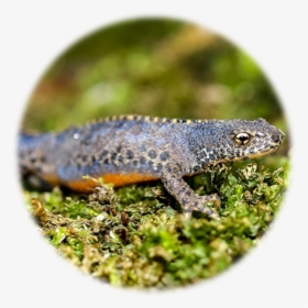 Great Crested Newt Identification Edna - Alligator Lizard, HD Png Download, Transparent PNG