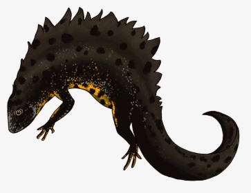 Great Crested Newt By Robyn Womack - Alligator Lizard, HD Png Download, Transparent PNG