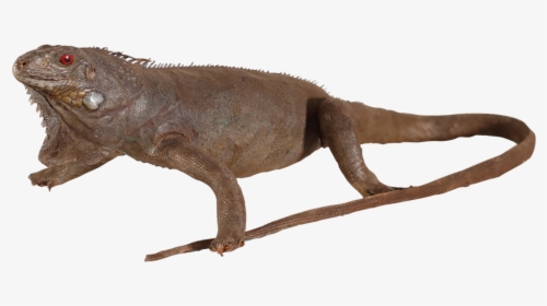 Taxidermy Iguana - Chinese Warty Newt, HD Png Download, Transparent PNG