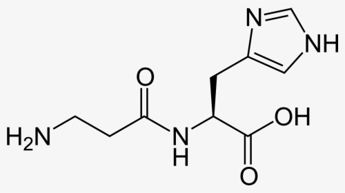Carnosine 2d Skeletal - Structure Of An Antioxidant, HD Png Download, Transparent PNG