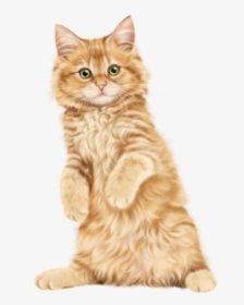 Kitten Cat Clip Art - Persian Kitten Hd Png, Transparent Png, Transparent PNG